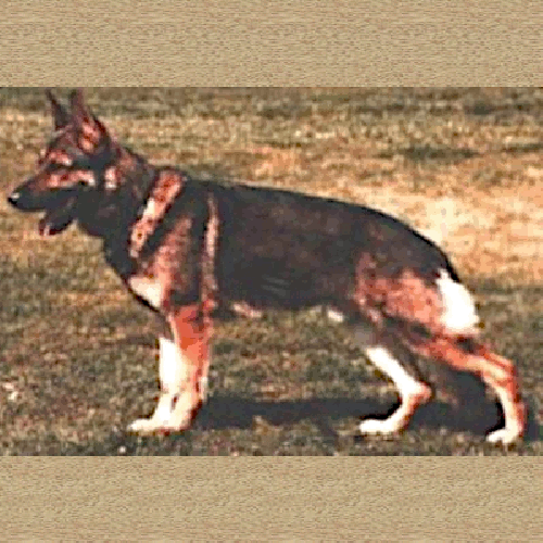 German Shepherd