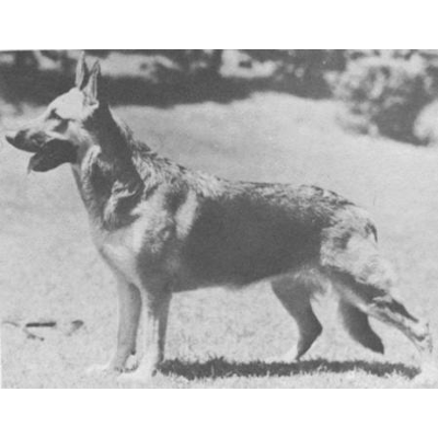German Shepherd