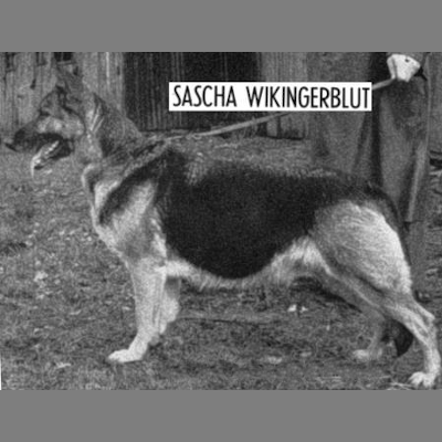German Shepherd