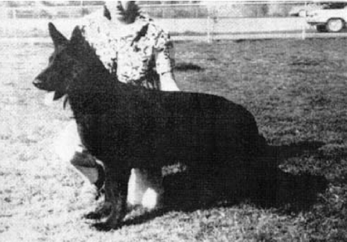 German Shepherd