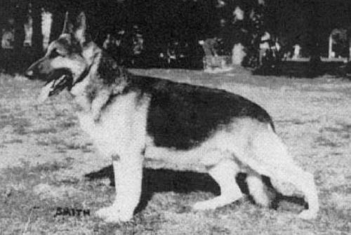 German Shepherd