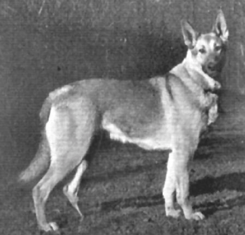 German Shepherd