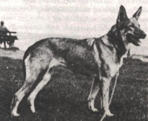 German Shepherd