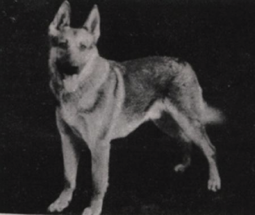 German Shepherd