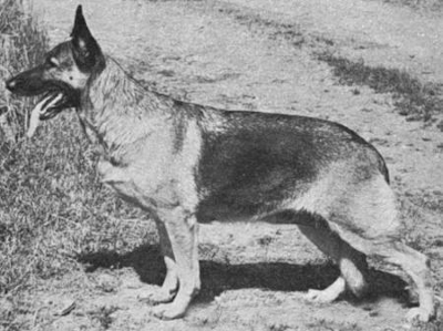 German Shepherd