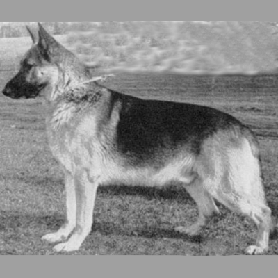 German Shepherd