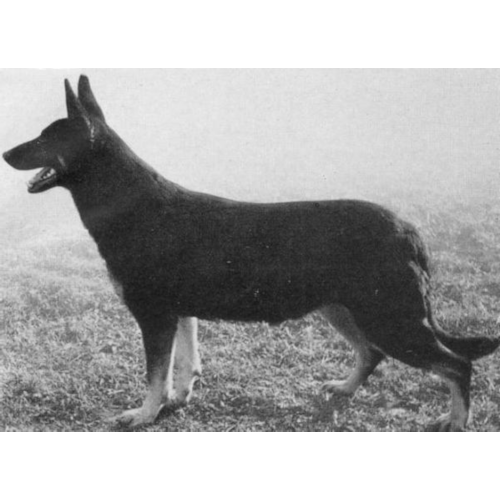 German Shepherd