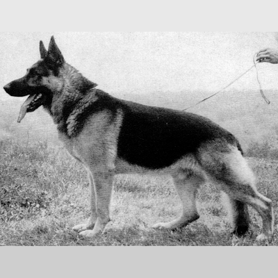 German Shepherd