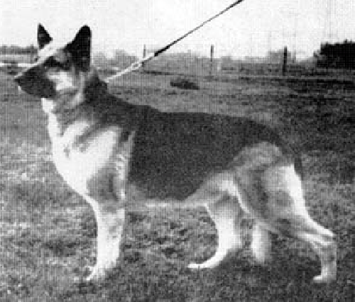 German Shepherd