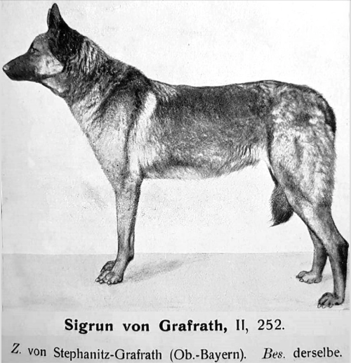 German Shepherd