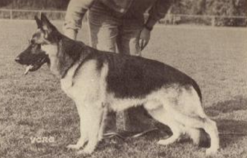 German Shepherd