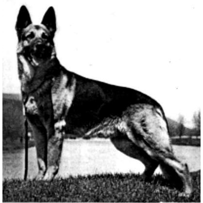 German Shepherd