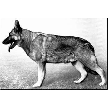 German Shepherd