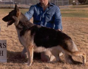 German Shepherd