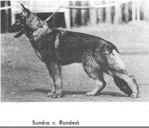 German Shepherd