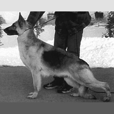 German Shepherd