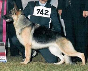 German Shepherd