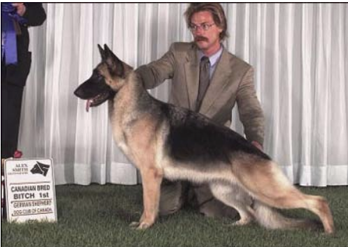 German Shepherd