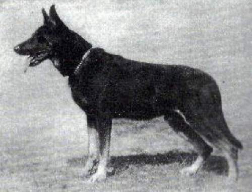 German Shepherd