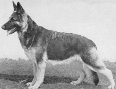 German Shepherd