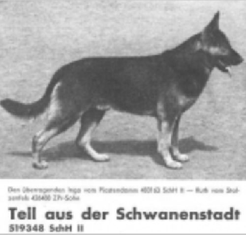 German Shepherd