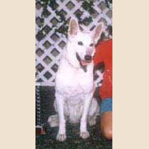 German Shepherd