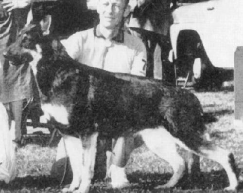 German Shepherd