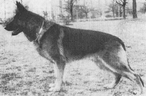 German Shepherd