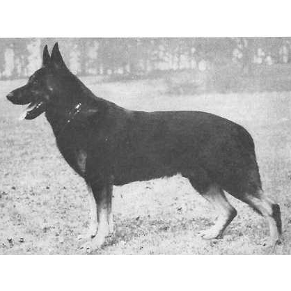 German Shepherd