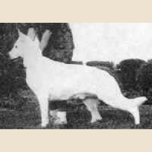 German Shepherd