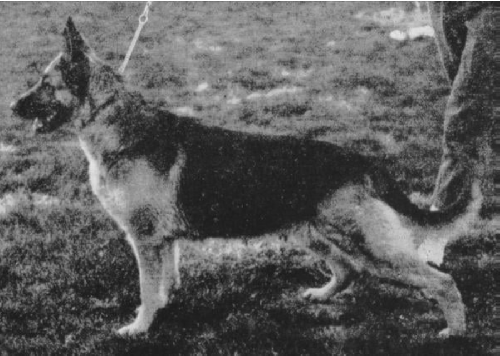 German Shepherd