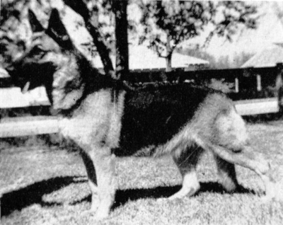 German Shepherd