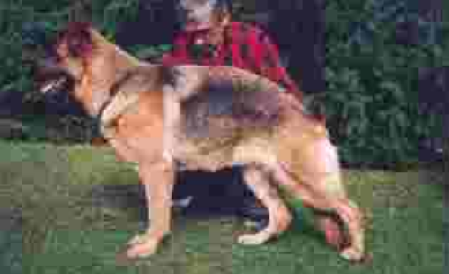 German Shepherd