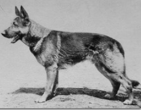 German Shepherd