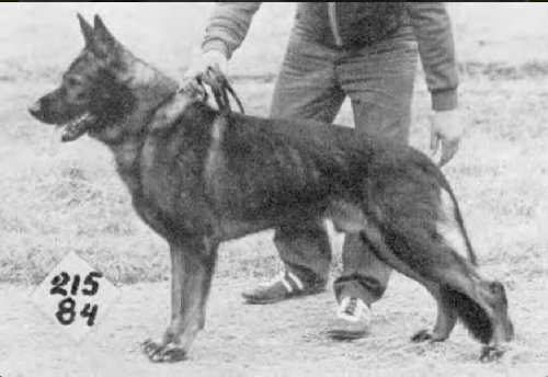 German Shepherd