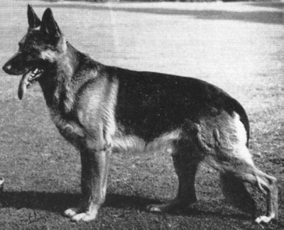 German Shepherd