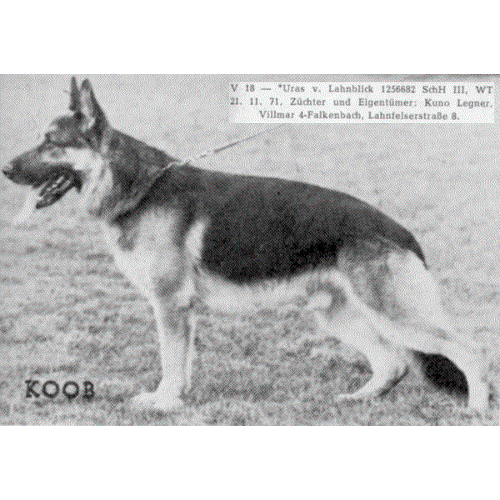 German Shepherd