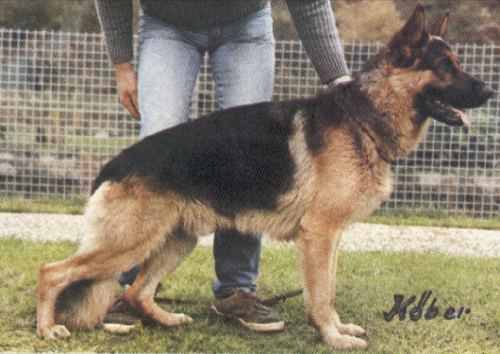 German Shepherd