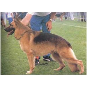 German Shepherd