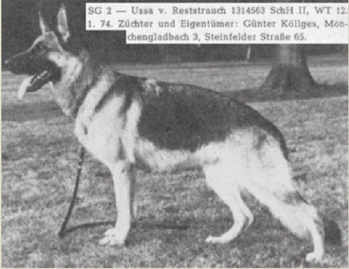 German Shepherd