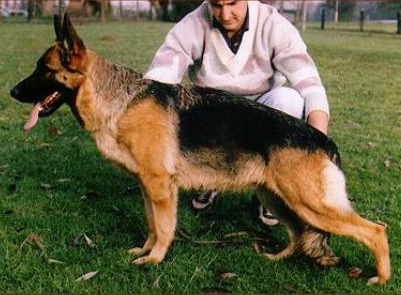 German Shepherd