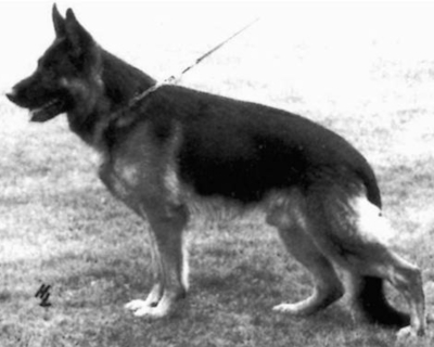 German Shepherd