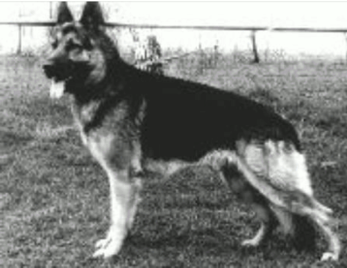 German Shepherd
