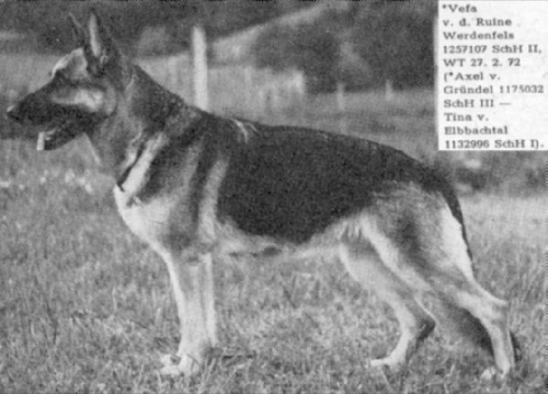 German Shepherd