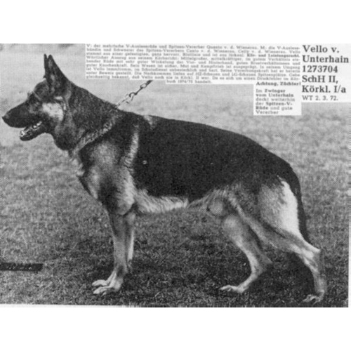 German Shepherd