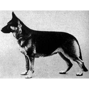 German Shepherd