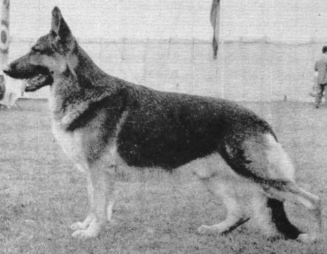 German Shepherd