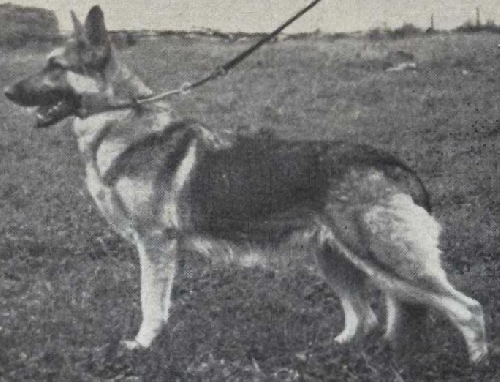 German Shepherd
