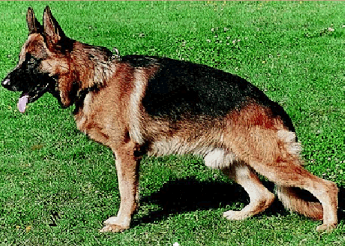 German Shepherd
