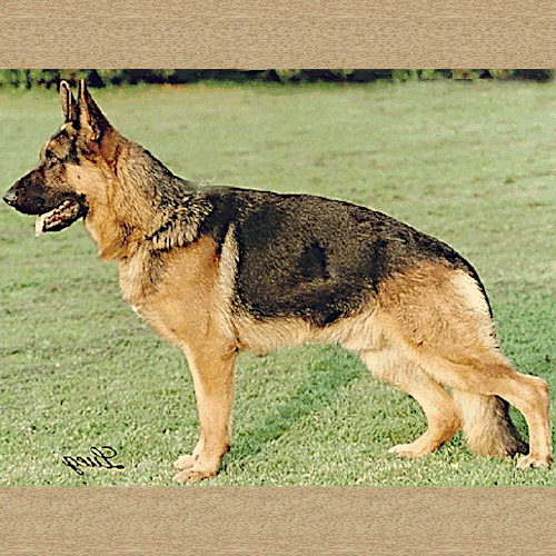 German Shepherd